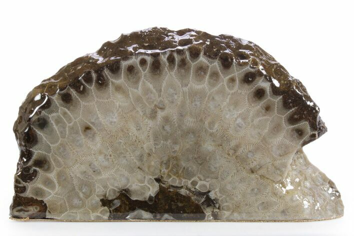 Free-Standing, Petoskey Stone (Fossil Coral) Section - Michigan #356985